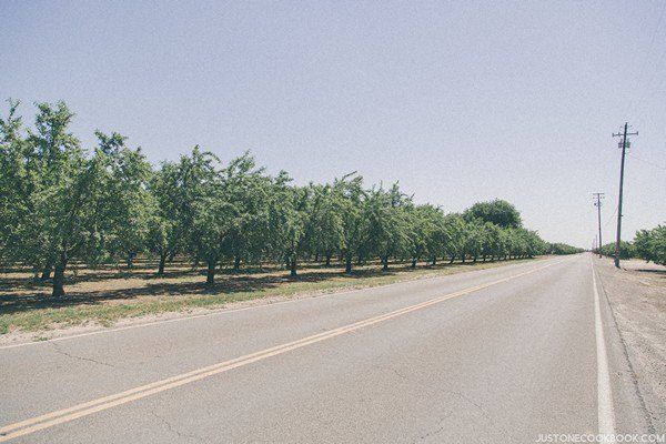 Visiting Yosemite | Just One Cookbook