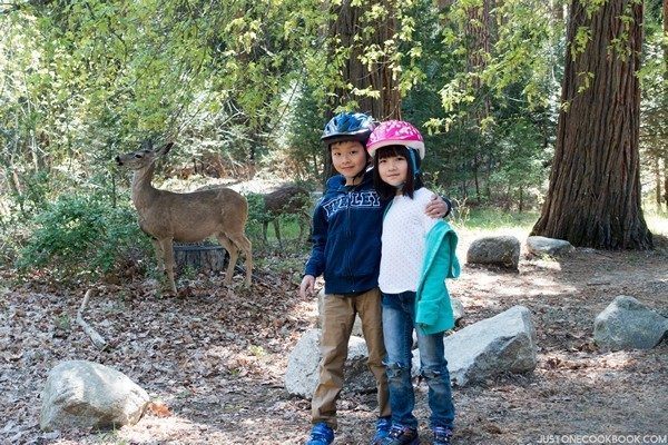 Visiting Yosemite | Just One Cookbook