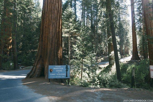 Mariposa Grove Yosemite | Just One Cookbook