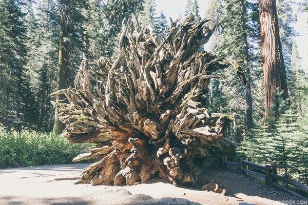 Mariposa Grove Yosemite | Just One Cookbook