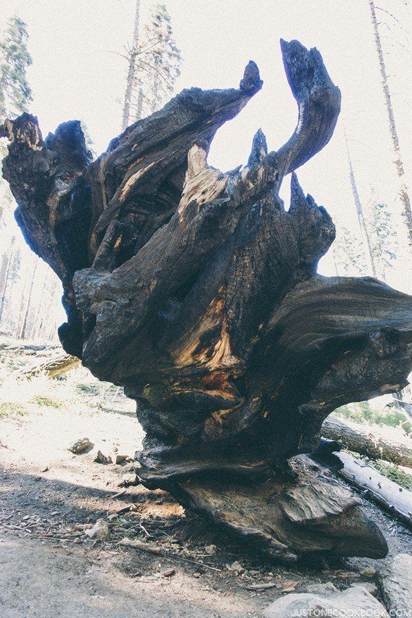 Mariposa Grove Yosemite | Just One Cookbook