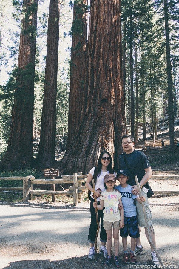 Mariposa Grove Yosemite | Just One Cookbook
