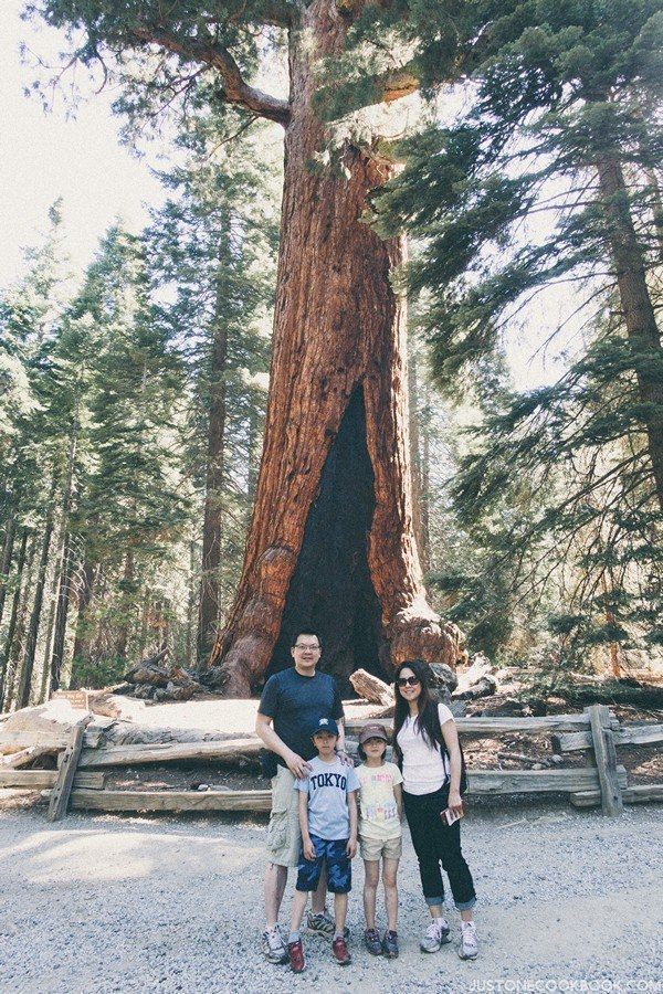 Mariposa Grove Yosemite | Just One Cookbook