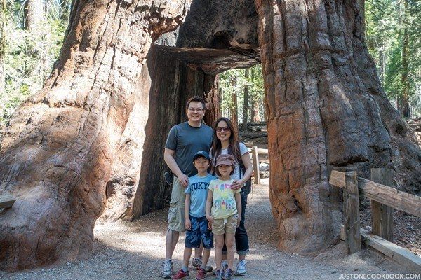 California Tunnel Tree | Just One Cookbook