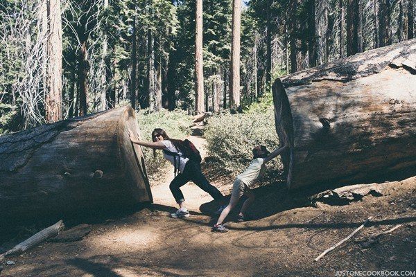 Mariposa Grove | Just One Cookbook