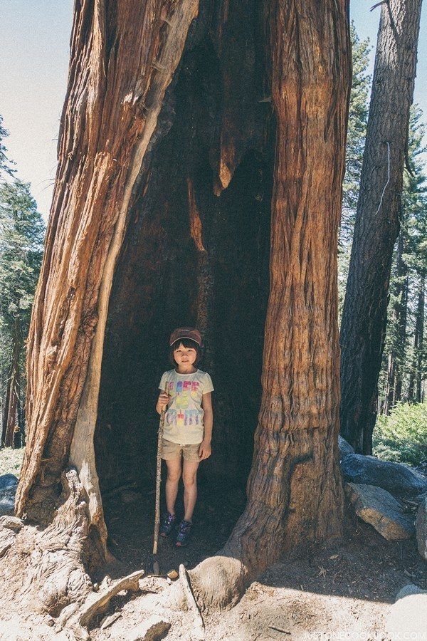 Mariposa Grove | Just One Cookbook