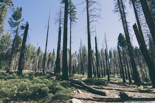 Mariposa Grove | Just One Cookbook