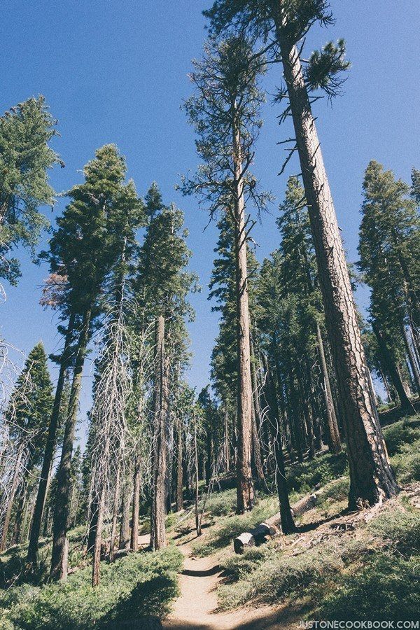 Mariposa Grove | Just One Cookbook
