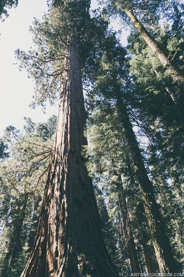 Mariposa Grove | Just One Cookbook