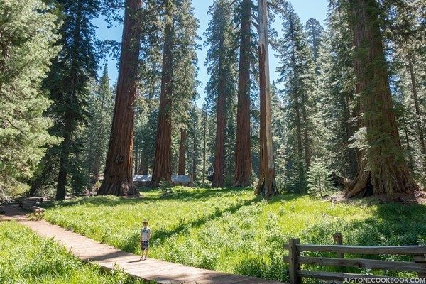 Mariposa Grove | Just One Cookbook