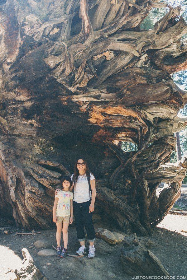 Wawona Tunnel Tree | Just One Cookbook