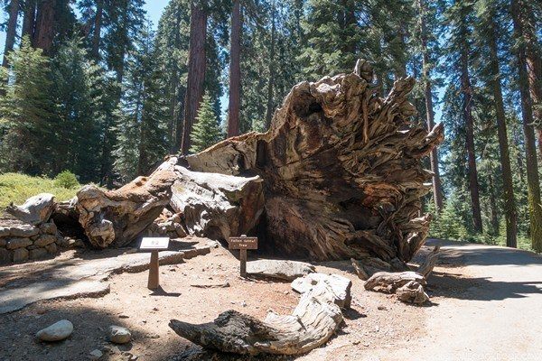 Wawona Tunnel Tree | Just One Cookbook