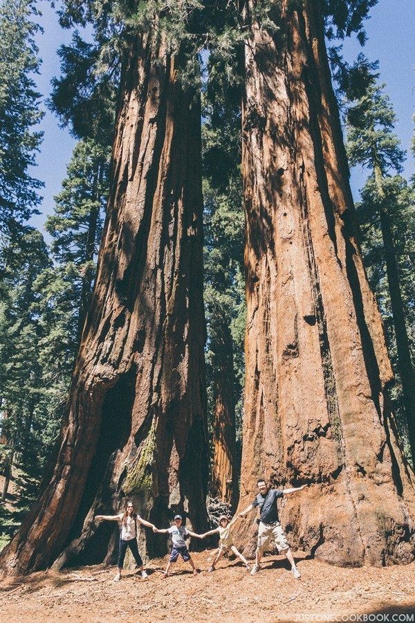 Mariposa Grove | Just One Cookbook