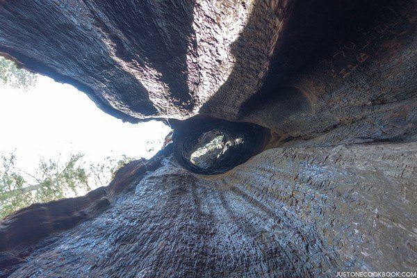 Telescope Tree | Just One Cookbook