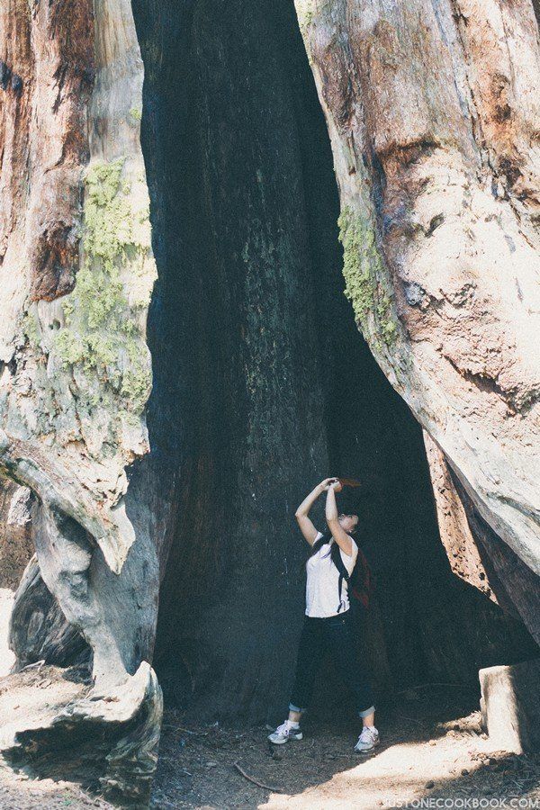 Telescope Tree | Just One Cookbook