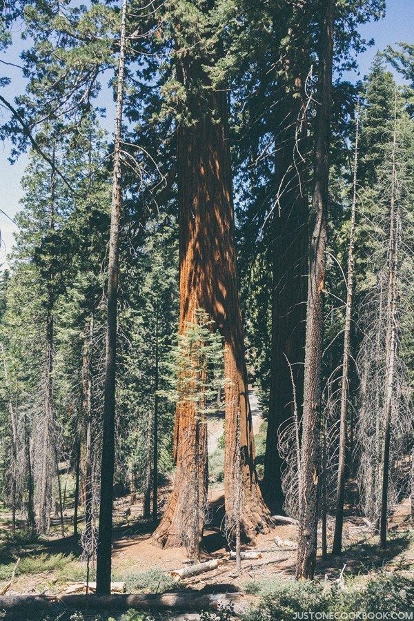 Clothespin Tree | Just One Cookbook
