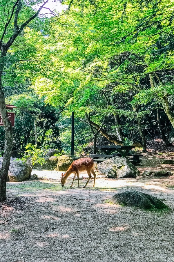 deer at Momijidani Park on Miyajima | JustOneCookbook.com