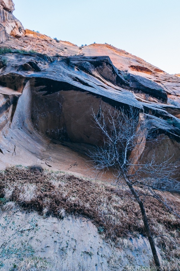 Looking up at rock formation from Riverside Walk - Zion National Park Travel Guide | justonecookbook.com