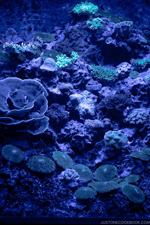 Deep Sea World Churaumi Aquarium | justonecookbook.com