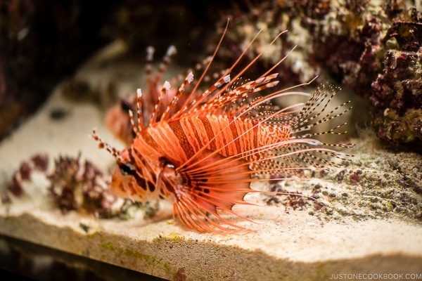 lion fish inside fish tank at Churaumi aquarium at Ocean Expo Park Okinawa | justonecookbook.com