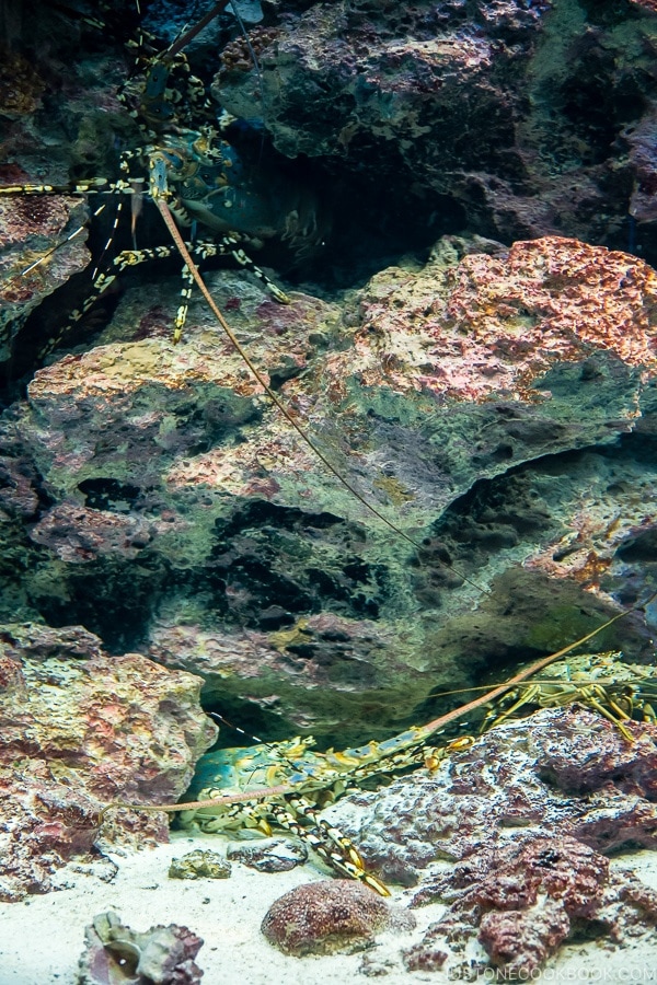 lobsters inside fish tank at Churaumi aquarium at Ocean Expo Park Okinawa | justonecookbook.com