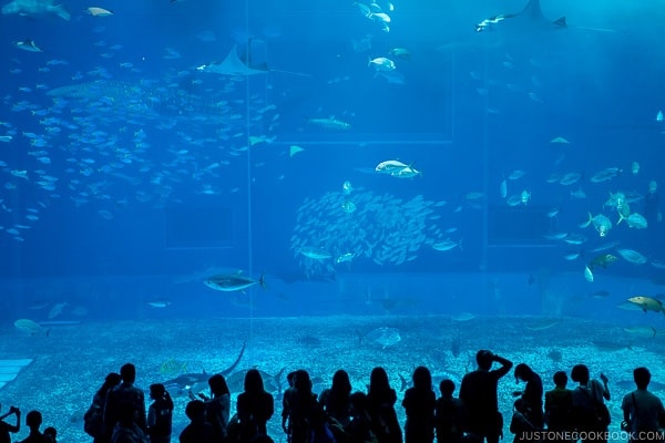 giant tank with assorted fish at Churaumi aquarium at Ocean Expo Park Okinawa | justonecookbook.com