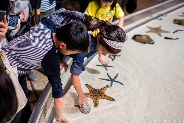 children touching sea star and shell fish at Churaumi aquarium at Ocean Expo Park Okinawa | justonecookbook.com