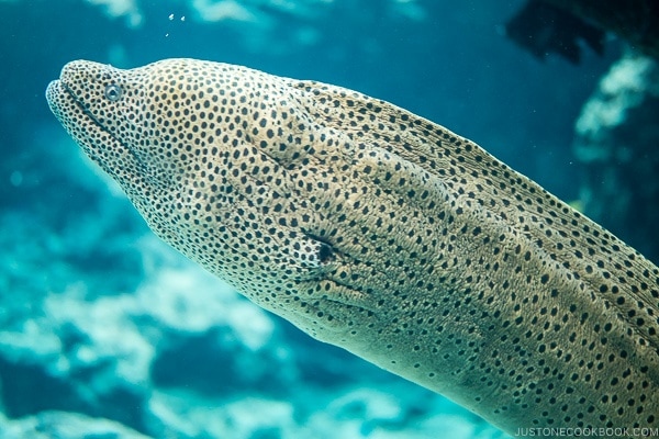 eel inside fish tank at Churaumi aquarium at Ocean Expo Park Okinawa | justonecookbook.com