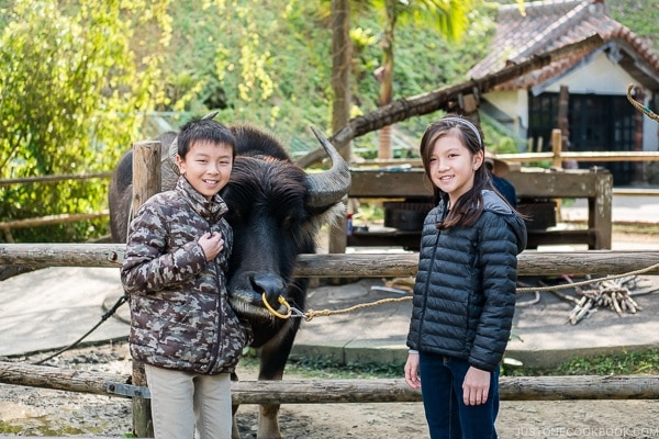 children next to a water buffalo at Ryukyu Mura Okinawa | justonecookbook.com