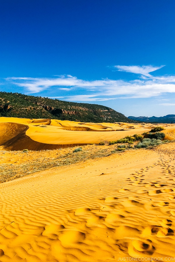 view of Coral Pink Sand Dunes State Park | justonecookbook.com