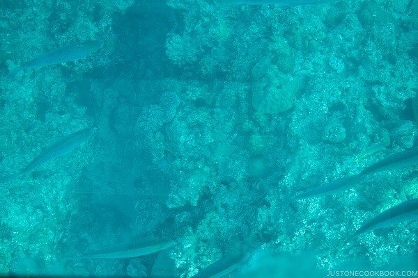 looking at fish through glass bottom boat at Busena Marine Park - Okinawa Travel Guide | justonecookbook.com