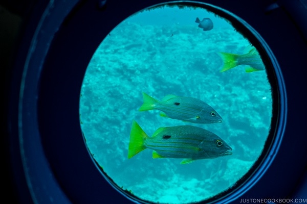 looking out at fish through the window at underwater observatory at Busena Marine Park - Okinawa Travel Guide | justonecookbook.com