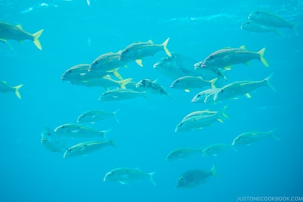 looking out at fish through the window at underwater observatory at Busena Marine Park - Okinawa Travel Guide | justonecookbook.com