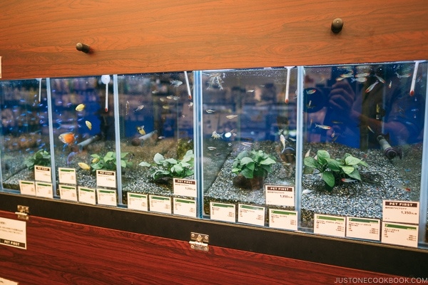 pet fish at Tokyu Hands - Tokyo Shibuya Travel Guide | www.justonecookbook.com