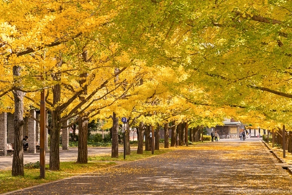 Foliage in Japan