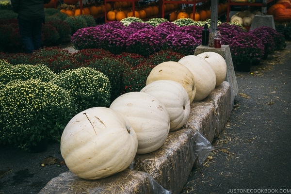 flower and pumpkin stand at Atwater Market - Montreal Travel Guide | www.justonecookbook.com