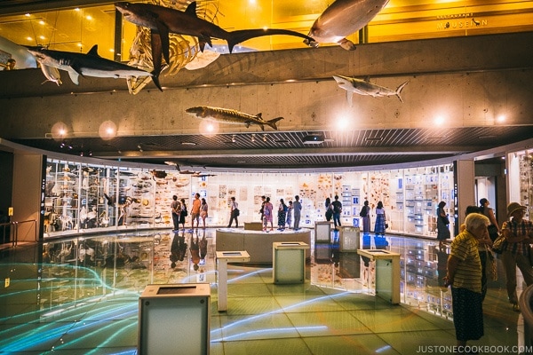 display gallery - Tokyo National Museum of Nature and Science Guide | www.justonecookbook.com