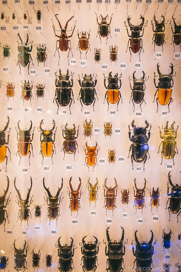Japanese beetles collection - Tokyo National Museum of Nature and Science Guide | www.justonecookbook.com