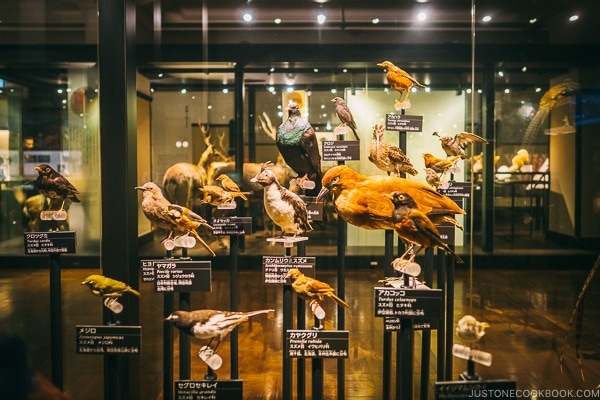 bird species on display - Tokyo National Museum of Nature and Science Guide | www.justonecookbook.com