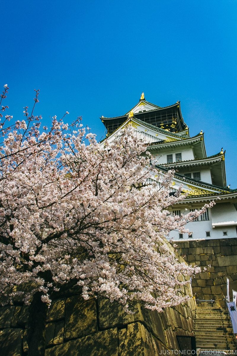 cherry blossom in front of Osaka Castle - Osaka Guide: Osaka Castle| www.justonecookbook.com