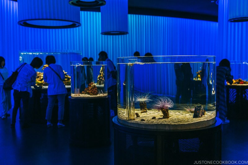 dimly lit room with exhibits at NIFREL - Osaka Guide: Expocity | www.justonecookbook.com