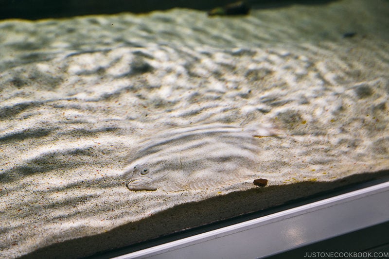 flounder hidden against the sand at NIFREL - Osaka Guide: Expocity | www.justonecookbook.com