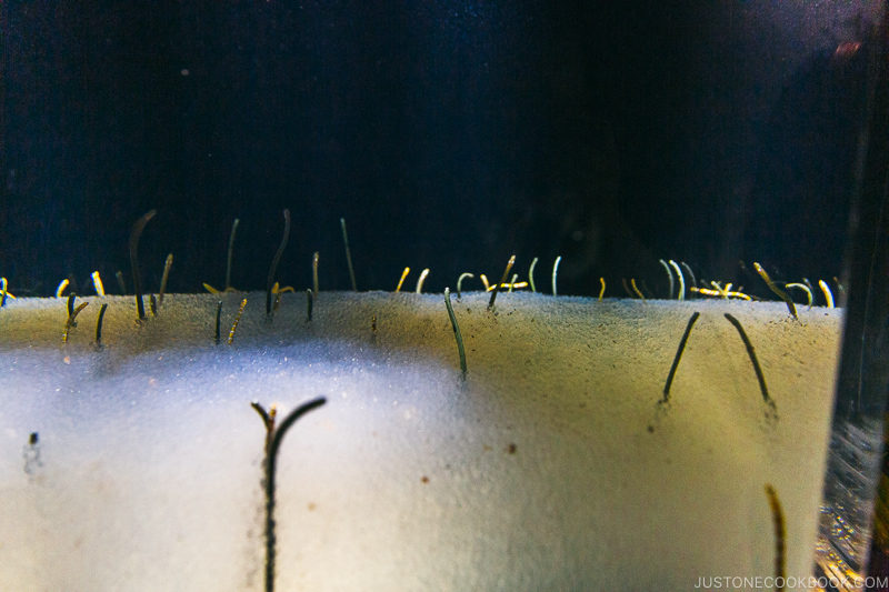 garden eels - Osaka Guide: Expocity | www.justonecookbook.com