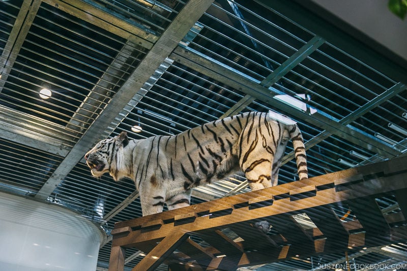 Albino tiger at NIFREL - Osaka Guide: Expocity | www.justonecookbook.com