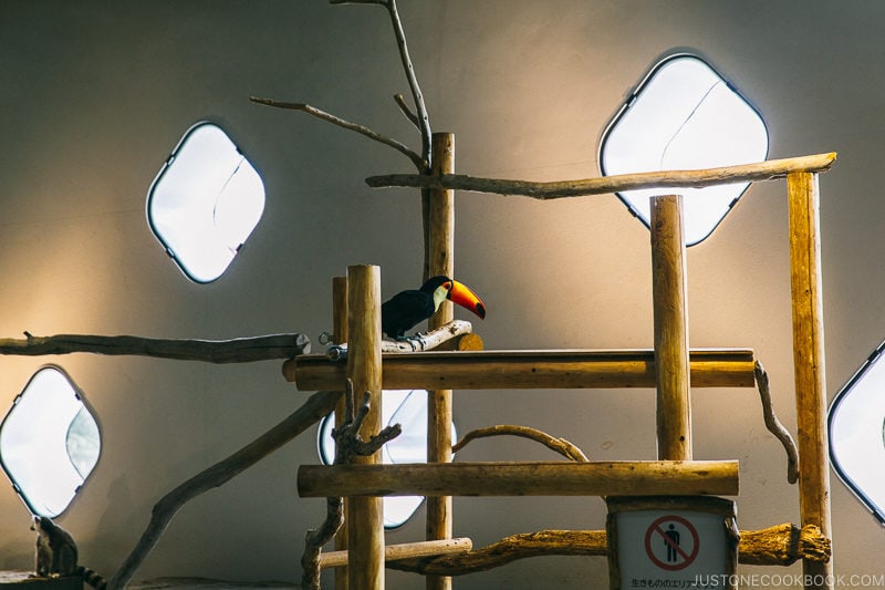 Toucan at NIFREL - Osaka Guide: Expocity | www.justonecookbook.com