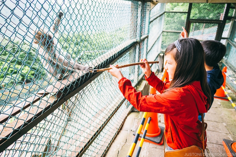 children feeding monkeys at Kinugawa onsen ropeway - Nikko Travel Guide : Kinugawa Onsen | www.justonecookbook.com