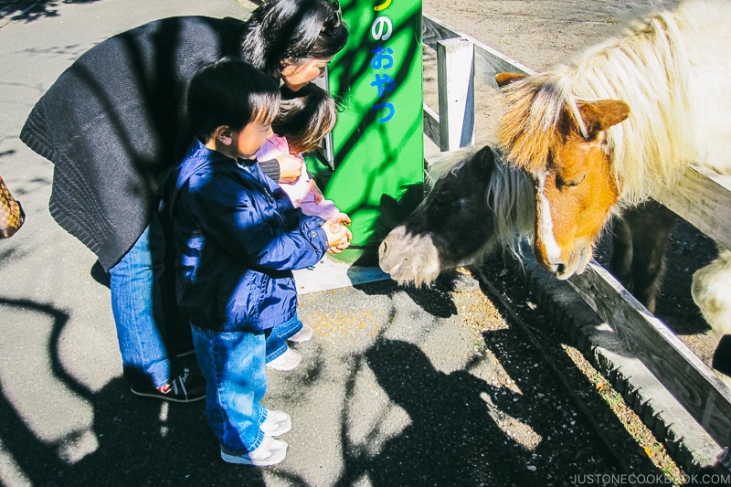 mom and children feeding pony - Things to do around Lake Kawaguchi | www.justonecookbook.com 