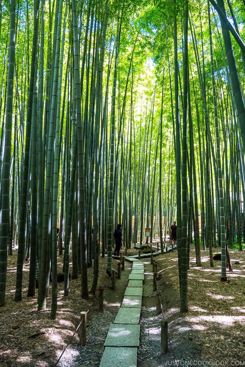 bamboo forest with a stone walkway