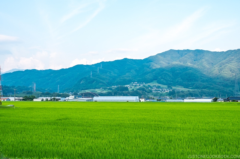 mountain scenery with rice fields