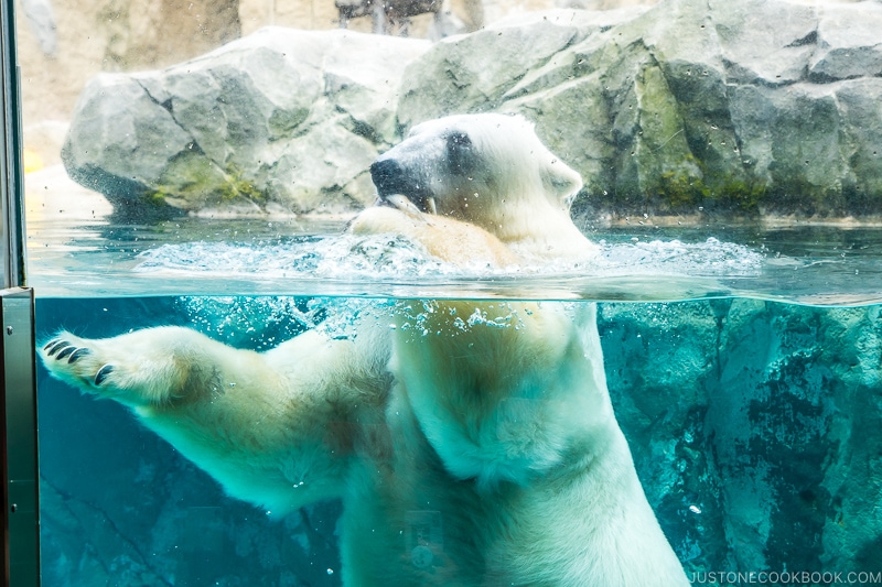 polar bear eating fish in the water behind the glass